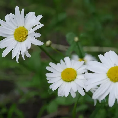 Naantali Holiday Home Σπίτι διακοπών Naantali