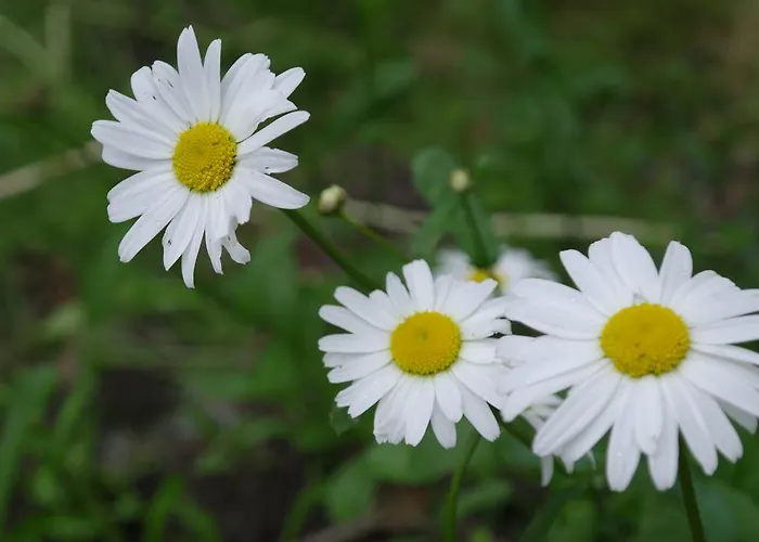 Naantali Holiday Home Tatil Evi Naantali